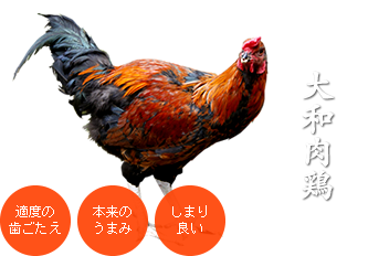 大和肉鶏。適度の歯ごたえ、本来のうまみ、しまり良い
